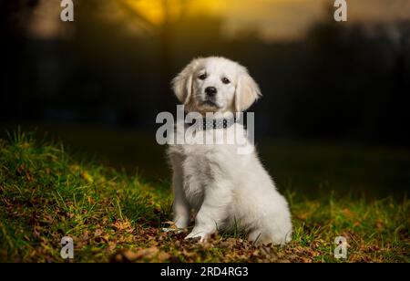 Ein junger weißer Welpe, der auf einer Wiese steht, schaut direkt in die Kamera. Junger weißer Hund, zeigt Charakter. Golden Retriever Hündchen. Stockfoto
