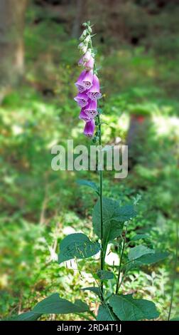 Ein roter Fuchshandschuh am Rande eines Weges im Wald Stockfoto