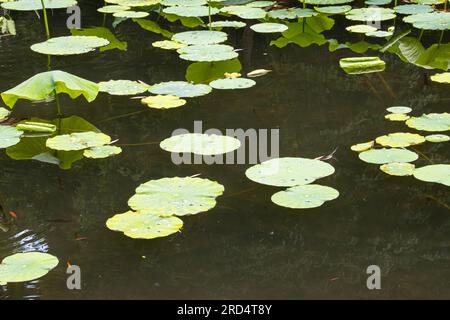 Water lilly verlässt den Teich in Baile Felix, Rumänien Stockfoto