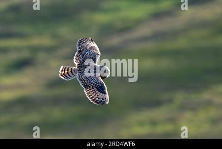 Kurzohrige Eule (ASIO flammeus) an einem Sommerabend auf einem bewirtschafteten Moorland in den Yorkshire Dales. Stockfoto