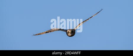 Kurzohrige Eule (ASIO flammeus) an einem Sommerabend auf einem bewirtschafteten Moorland in den Yorkshire Dales. Stockfoto