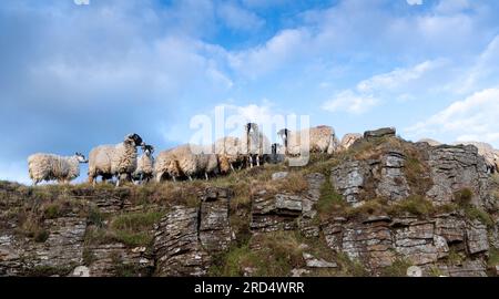 Swaledale-Schafe, die im Yorkshire Dales-Nationalpark auf felsigen Moorlandschaften weiden. Stockfoto