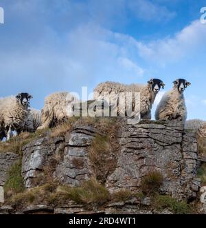 Swaledale-Schafe, die im Yorkshire Dales-Nationalpark auf felsigen Moorlandschaften weiden. Stockfoto