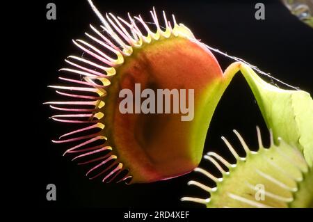 Venusfliegenfalle mit Spinne. Dionaea muscipula Stockfoto