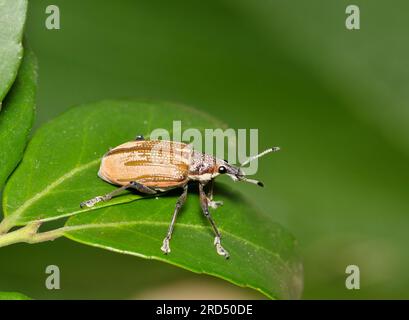 Diaprepes Root Weevil (Diaprepes abbreviatus) krabbelt auf Yaupon Holly Leaves in Houston, TX. Schädling, der viele Arten von Pflanzen schädigen kann. Stockfoto