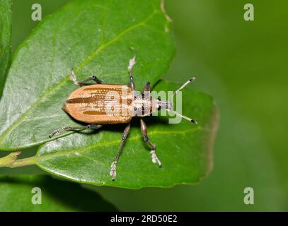 Diaprepes Root Weevil (Diaprepes abbreviatus) krabbelt auf Yaupon Holly Leaves in Houston, TX. Schädling, der viele Arten von Pflanzen schädigen kann. Stockfoto