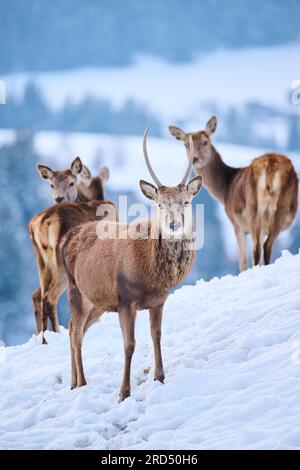 Rotwild (Cervus elaphus) Hirsch mit Hintern eine verschneite Wiese in den Bergen in tirol, Kitzbühel, Wildpark Aurach, Österreich Stockfoto