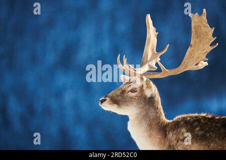 Europäisches Damhirsch (Dama dama), Buck Portrait in den Bergen in tirol, Snow, Kitzbühel, Wildpark Aurach, Österreich Stockfoto