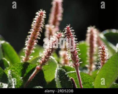 Glattrochen (Salix reticulata) Stockfoto