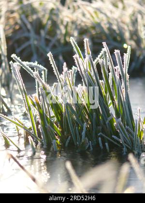 Eis auf einem Feld, gefrorene Pfütze, Eisblumen, Gräser im Eis mit Heiserfrost Stockfoto