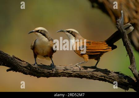 Graukronen-Babbler - Pomatostomus temporalis, Vogelpaar bei Pomatostomidae, in Australien, Indonesien und Papua-Neuguinea in gemäßigten und t Stockfoto