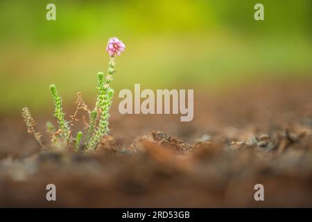 Nahaufnahme, Glockenheather (Erica tettalix), Neustadt am Ruebenberge, Deutschland Stockfoto