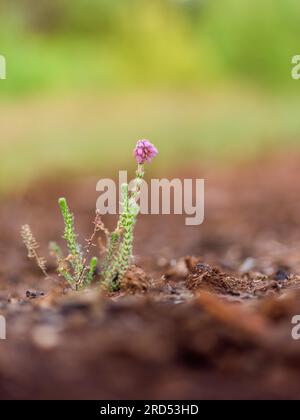 Nahaufnahme, Glockenheather (Erica tettalix), Neustadt am Ruebenberge, Deutschland Stockfoto