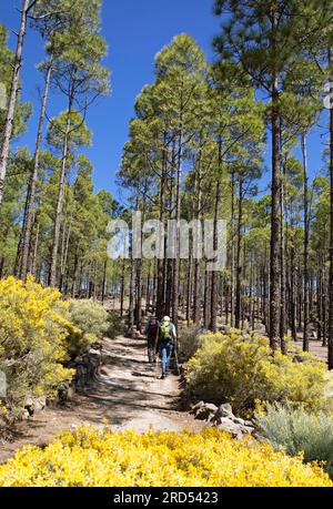 Kiefer der Kanarischen Inseln (Pinus canariensis) oder Kiefer der Kanarischen Inseln in Parque Rural del Nublo, Las Palmas Province, Gran Canaria, Kanarische Inseln, Spanien Stockfoto