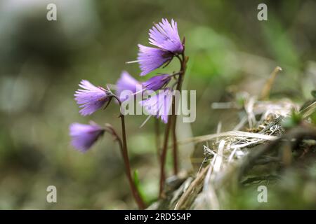 Alpenwiesen mit Enzian und cr Stockfoto