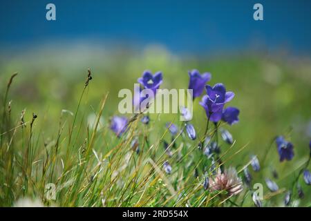 Alpenwiesen mit Enzian und cr Stockfoto