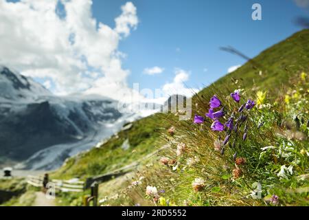 Alpenwiesen mit Enzian und cr Stockfoto