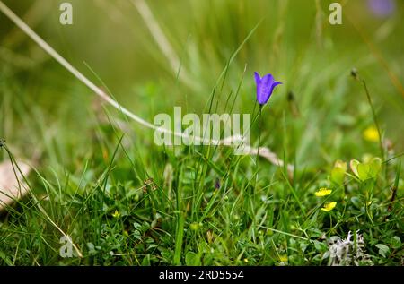 Alpenwiesen mit Enzian und cr Stockfoto