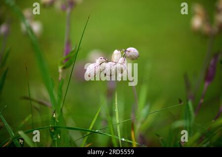 Alpenwiesen mit Enzian und cr Stockfoto