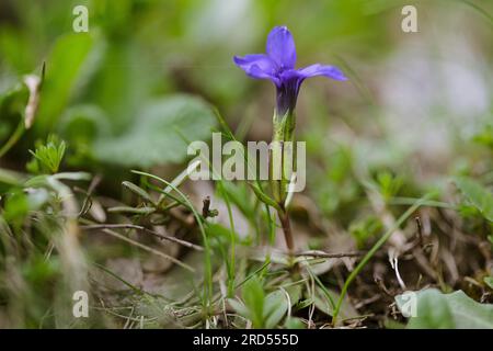 Alpenwiesen mit Enzian und cr Stockfoto