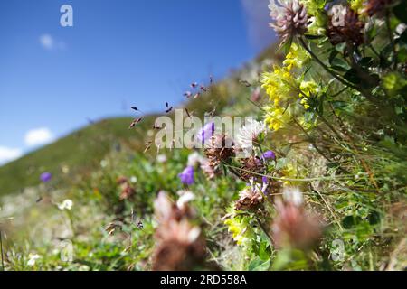 Alpenwiesen mit Enzian und cr Stockfoto