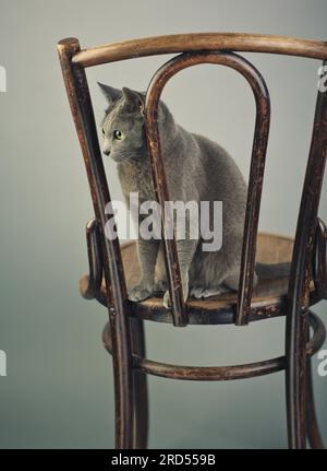 Studio Porträt einer eleganten und wunderschönen reinrassigen russischen blauen Katze auf einem antiken Holzstuhl Stockfoto