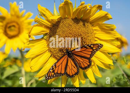 Wunderschöner Monachschmetterling, der Pollen auf Sonnenblumen sammelt. Stockfoto