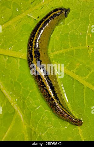 Medizinischer Blutegel (Hirudo medicinalis), der mit Blut auf einem grünen Blatt bedeckt ist Stockfoto