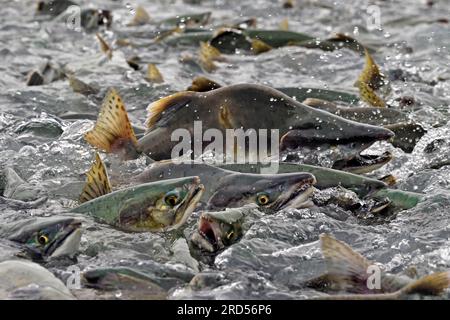 Die rosa Lachse (Oncorhynchus gorbuscha) schwimmen dicht besiedelt flussaufwärts auf dem Weg zu den Laichplätzen, Prince William Sound, Alaska, USA Stockfoto