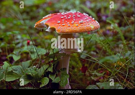 Fly agaric (Amanita muscaria) Stockfoto