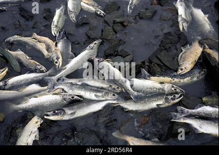 Rosa Lachse (Oncorhynchus gorbuscha), die nach dem Laichen tot am Flussufer liegen, Prince William Sound, Alaska, USA Stockfoto