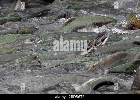 Die rosa Lachse (Oncorhynchus gorbuscha) schwimmen dicht besiedelt flussaufwärts auf dem Weg zu den Laichplätzen, Prince William Sound, Alaska, USA Stockfoto