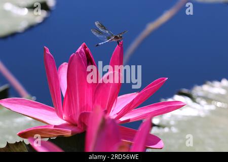 Mittlere Nahaufnahme einer Libelle auf der Spitze einer pinkfarbenen Blütenblätter in einem Gartenteich. Geringe Schärfentiefe Stockfoto