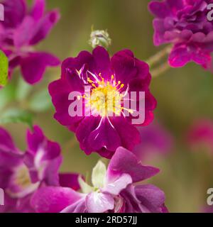 Violettrote Sommerrosenblumen von Rosa Violette im britischen Garten Juni Stockfoto