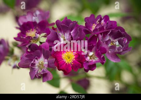 Violettrote Sommerrosenblumen von Rosa Violette im britischen Garten Juni Stockfoto