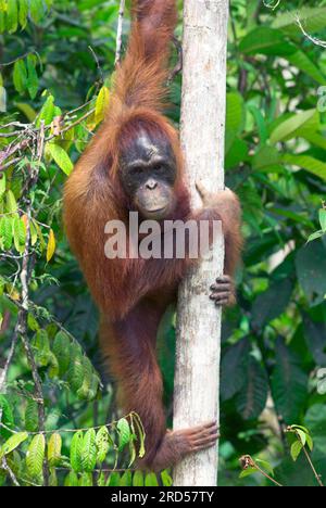 Bornean Orang-Utan, Kalimantan, Borneo (Pongo pygmaeus pygmaeus), Indonesien Stockfoto