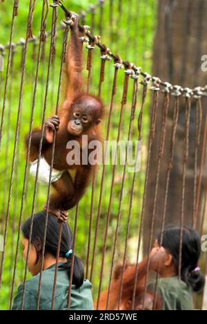 Junger Borneo-Orang-Utan mit Windel, Rehabilitationszentrum für verwaiste Orang-Utans, Samboja-Lestari, Borneo (Pongo pygmaeus pygmaeus), Indonesien Stockfoto