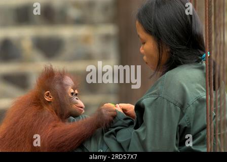 Tierhalter mit jungen Borneo-Orang-Utan-Tieren, Rehabilitationszentrum für Waisen-Orang-Utan, Samboja-Lestari, Borneo (Pongo pygmaeus pygmaeus), Indonesien Stockfoto