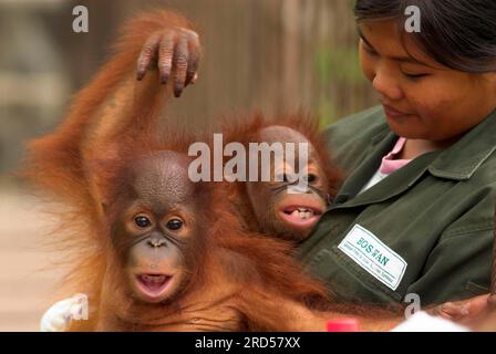 Tierhalter mit borneanischen Orang-Utans, Jungtiere, Rehabilitationszentrum für verwaiste Orang-Utans, Samboja-Lestari, Borneo (Pongo pygmaeus) Stockfoto