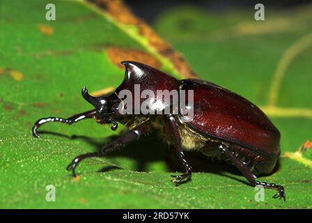 (Oryctes rhinoceros), Palmrhinozerokäfer, indischer Nashörnerkäfer, lateral, Indonesien Stockfoto