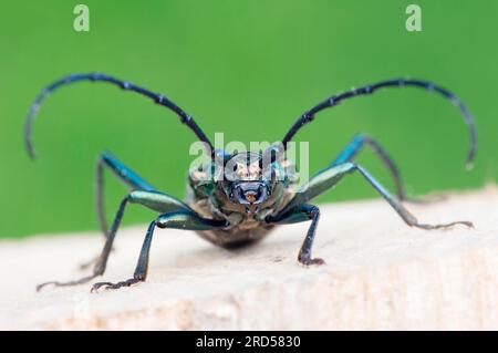 Moschuskäfer (Aromia moschata), Nordrhein-Westfalen, Deutschland Stockfoto