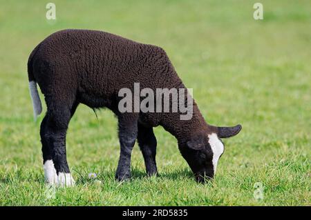 Zwartbles Schafe, Lamm, zwartbles, Hausschafe, Schafe, Seitlich Stockfoto