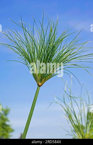 Ägyptische Papierfabrik (Cyperus papyrus) Stockfoto