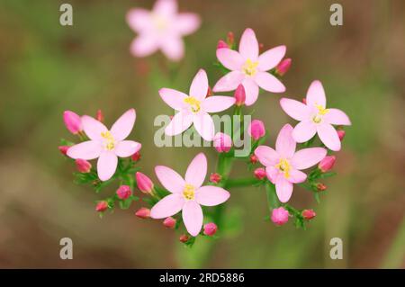 Little Centaury, Nordrhein-Westfalen, Deutschland (Centaurium erythraea) (Centaurium minus) (Centaurium umbellatum) Stockfoto