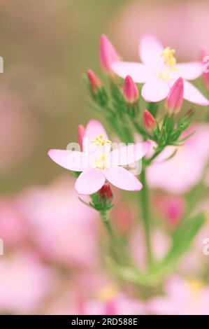 Little Centaury, Nordrhein-Westfalen, Deutschland (Centaurium erythraea) (Centaurium minus) (Centaurium umbellatum) Stockfoto