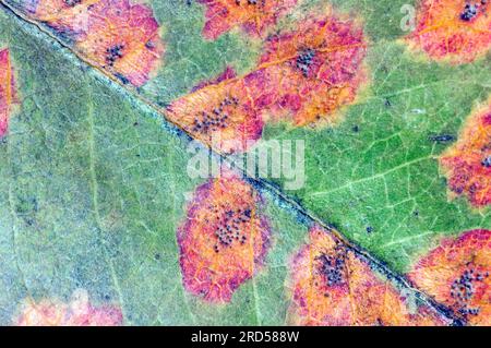 Birnengitterrost (Gymnosporangium sabinae) auf Birnenblatt, Pilzkrankheit, Pilzinfektion, Pflanzenkrankheit, Pflanzenkrankheiten Stockfoto