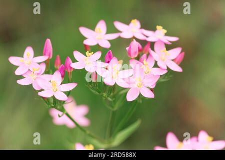 Little Centaury, Nordrhein-Westfalen, Deutschland (Centaurium erythraea) (Centaurium minus) (Centaurium umbellatum) Stockfoto