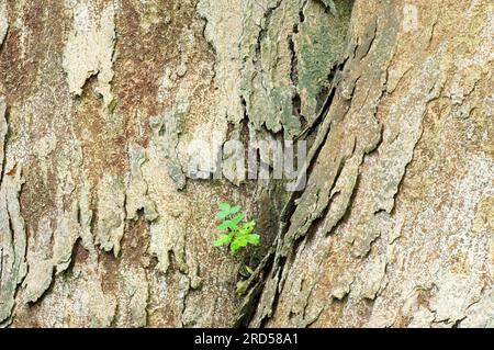 Keyaki, Rinde, japanische Elme (Zelkova serrata), Familie Ulm, Ulmaceae Stockfoto