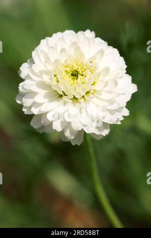 Römische Kamille (Chamaemelum nobile) „Flore Pleno“ Stockfoto