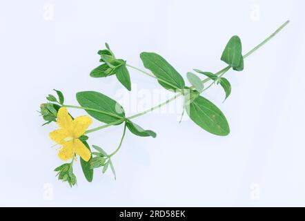 Johanniskraut (Hypericum maculatum) Stockfoto